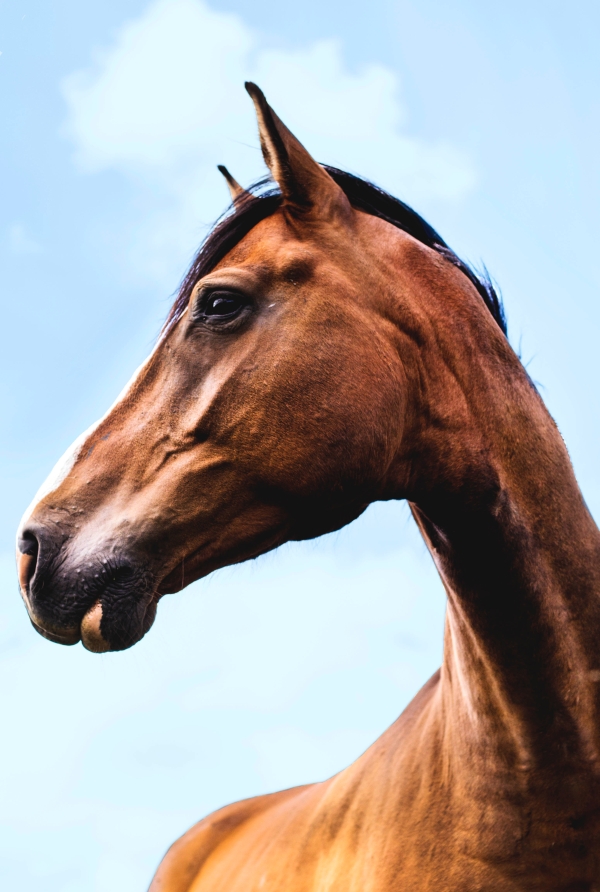 dieren 4 2